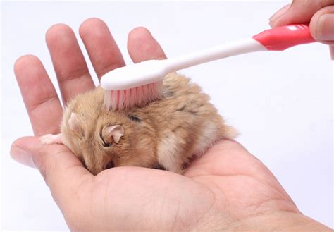 Tips For Dwarf Hamsters at Christy Sample blog