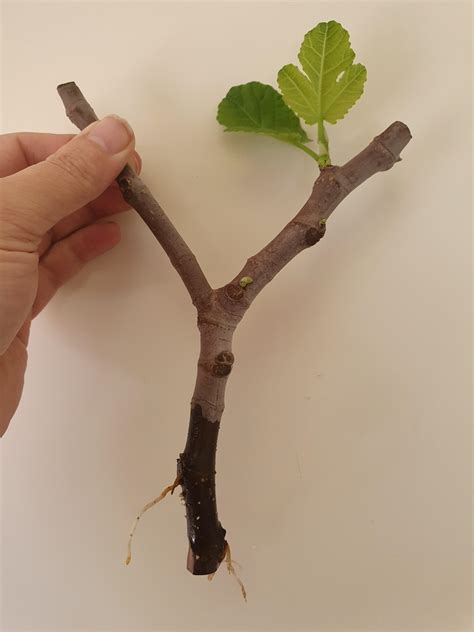 I've loved watching this little fig tree grow in water. 2 months later