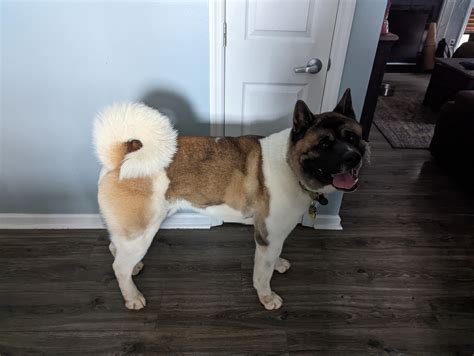 Dog groomers of Reddit, do any of you shave out paw pads and trim nails