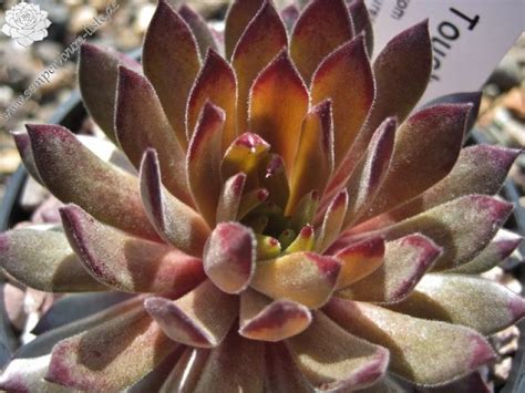 Devils Touch | Sempervivum-Liste