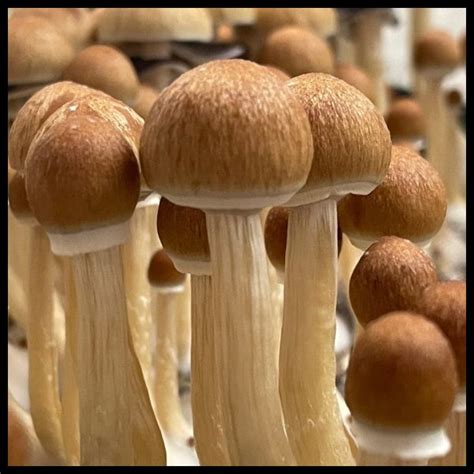 microdose mushrooms gaspe canna