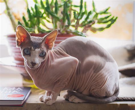Naaktkat Sphynx - petblog.nl