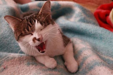 Gato Espirrando O Que Pode Ser - Gato ESPIRRANDO - 8 causas e O que fazer?