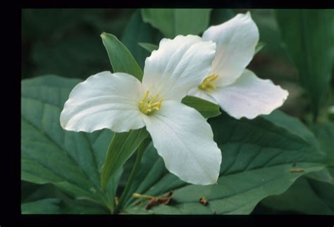 Trillium - PlantWatch