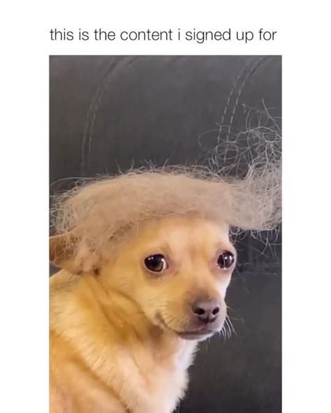 220 Terrible memes ideas | memes, funny memes, funny pictures