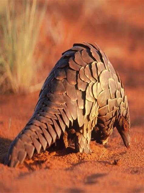 7 Rarest Animals in the World - MindStick YourViews – MindStick YourViews