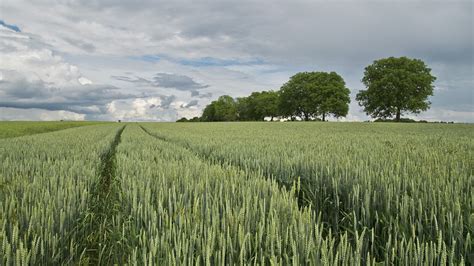photo wheat wheat field cereals  image  pixabay