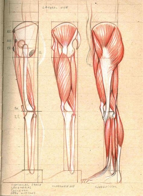 Anatomy Drawing: Leg, lateral low : r/DrawAnatomy