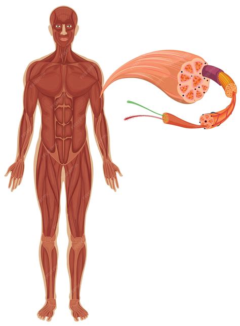 vector human  muscle diagram
