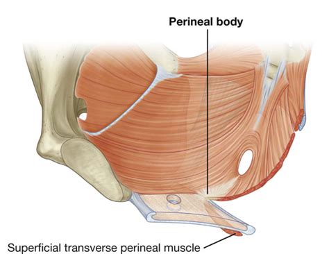 Perineal Region Muscles _ Regio perinealis – BKZPKO