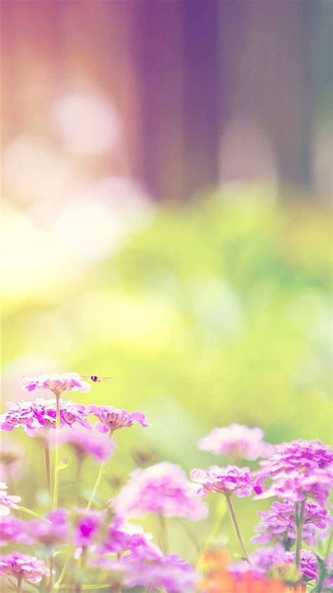 Dreamy Sunshine Bright Flower Bokeh iPhone 8 Wallpapers Free Download