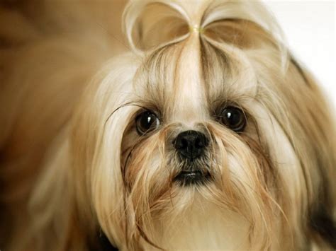 Shih Tzu Temperament | Cães