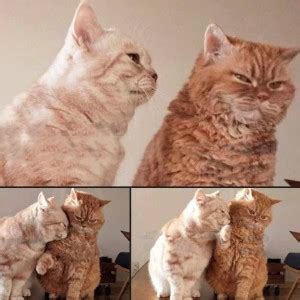 вы котики - Создать мем - Meme-arsenal.com
