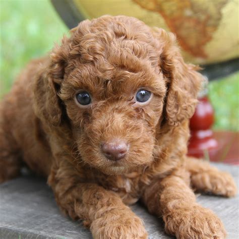 Brown Teacup Poodle