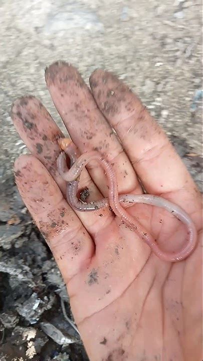 cari cacing buat obat vlog dailyvlog shorts youtube