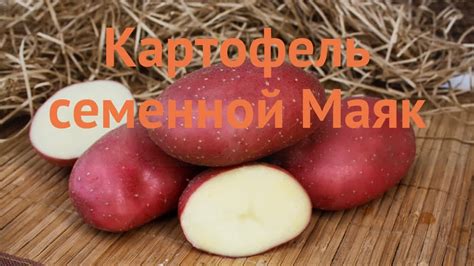Картофель семенной Маяк (potato seed mayak) 🌿 обзор: как сажать ...