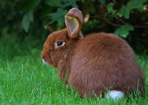 popular rabbit breeds  rabbit breeds    pets ajec