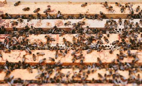 5 Ways to Eliminate Wax Moths in a Beehive - Beekeeping 101