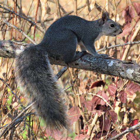 Western Gray Squirrels In February - MCRCD