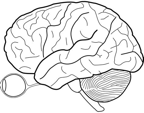 Line Drawing Brain at GetDrawings | Free download
