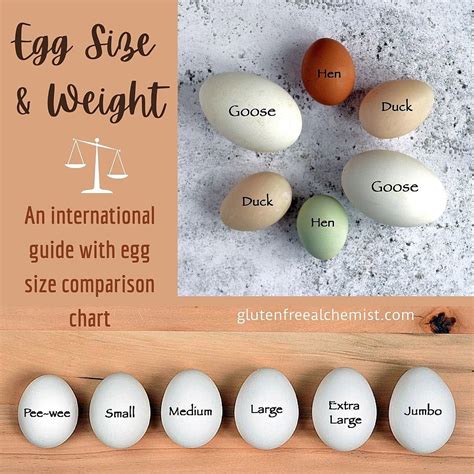 Tamanho Egg Equivale A Que Número - Egg Size and Weight – An international guide with egg size comparison ...