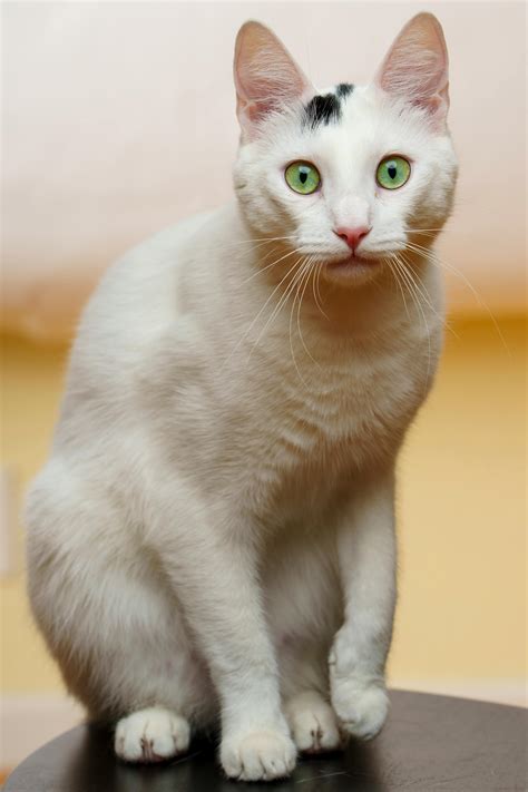 Grey and White Short Fur Cat · Free Stock Photo
