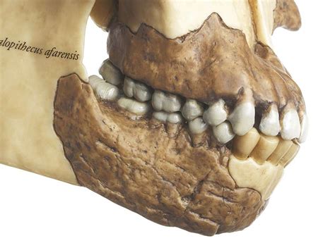 Reconstruction of a Skull of Australopithecus afarensis (S 7) · Anatomy ...