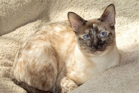 Tortie Point Siamese Cat: Info, Facts, Traits, Pictures & FAQs