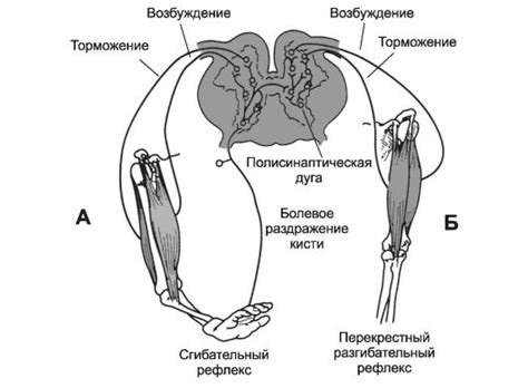 Рис. 13-6. Реципрокное торможение. А - сгибательный рефлекс; Б ...