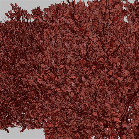 ArtStation - Set of Red tip photinia Plant ( Photinia fraseri ) ( 3