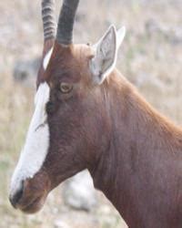 blesbok reference  sugarpine woodcarving