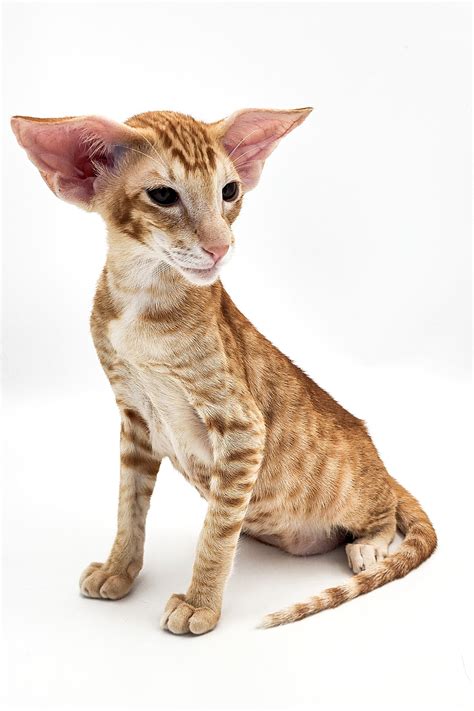 Linar Oriental Kitten Adorable Green-Eyed Feline