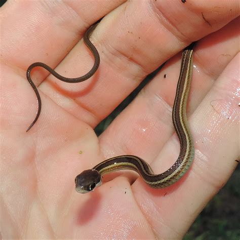 Baby Eastern Ribbon Snake