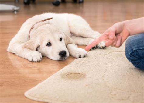 Silencing The Siren: 5 Ways To Break Your Dog's Whining Cycle