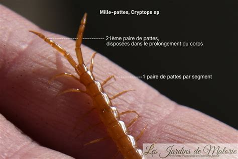 mille pattes les jardins de malorie