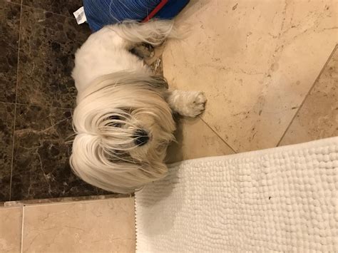 My Dog Has Diarrhea & Vomiting: Chicken/Rice or Vet? | Petco