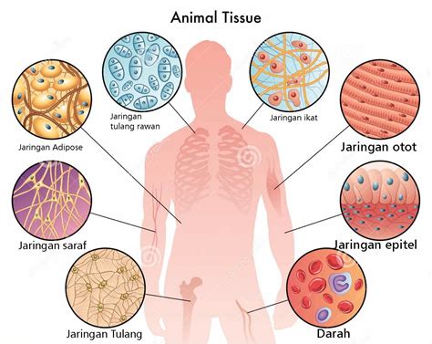 jaringan  tubuh manusia perumperindocoid