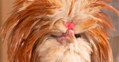 Polish chickens: Should you raise them? - Murano Chicken Farm