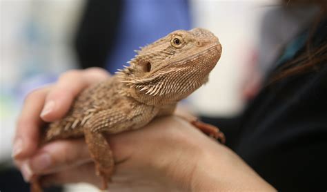 Researchers discover how temperature affects the sex of reptiles